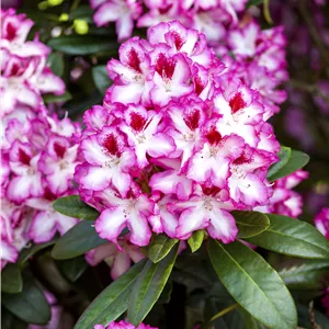Rhododendron Hybr.'Hachmann's Charmant'-R- IV