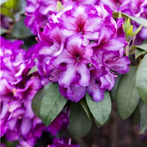 Rhododendron Hybr.'Hachmann's Charmant'-R- IV Rhododendron Hybr.'Hachmann's Charmant'-R- IV
