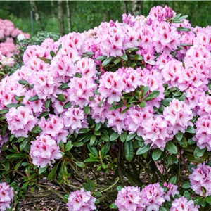 Rhododendron Hybr.'Humboldt' II