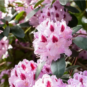 Rhododendron Hybr.'Humboldt' II Rhododendron Hybr.'Humboldt' II
