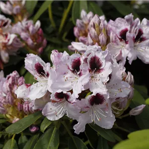 Rhododendron Hybr.'Hyperion' III Rhododendron Hybr.'Hyperion' III