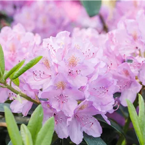Rhododendron Hybr.'INKARHO-Dufthecke', lila II Rhododendron Hybr.'INKARHO-Dufthecke', lila II