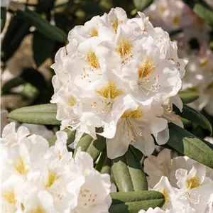 Rhododendron Hybr.'INKARHO-Dufthecke', weiß Rhododendron Hybr.'INKARHO-Dufthecke', weiß