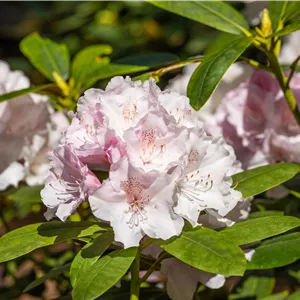 Rhododendron Hybr.'Jacksonii' III Rhododendron Hybr.'Jacksonii' III