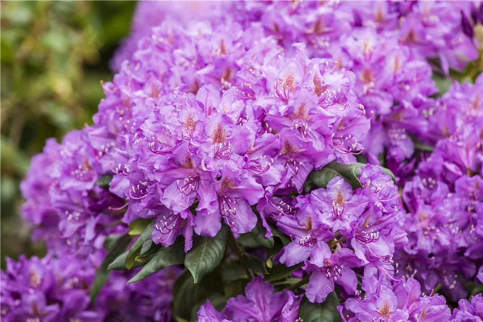Rhododendron Hybr.'Lee's Dark Purple' II