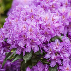 Rhododendron Hybr.'Lee's Dark Purple' II Rhododendron Hybr.'Lee's Dark Purple' II