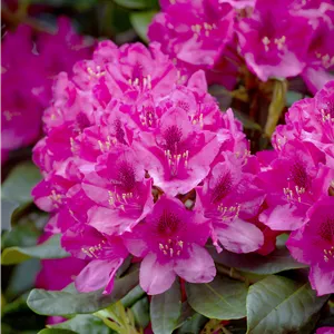 Rhododendron Hybr.'Nova Zembla' II Rhododendron Hybr.'Nova Zembla' II