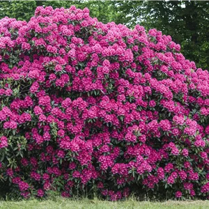Rhododendron Hybr.'Nova Zembla' II