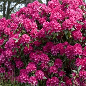 Rhododendron Hybr.'Old Port' II