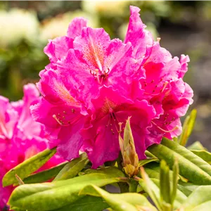 Rhododendron Hybr.'Old Port' II Rhododendron Hybr.'Old Port' II
