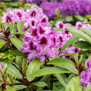 Rhododendron Hybr.'Pfauenauge' -R- III