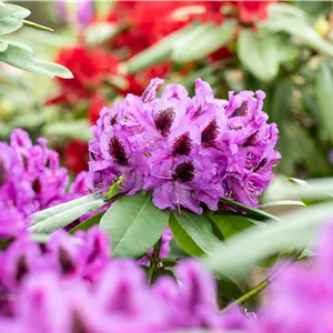 Rhododendron Hybr.'Pfauenauge' -R- III Rhododendron Hybr.'Pfauenauge' -R- III