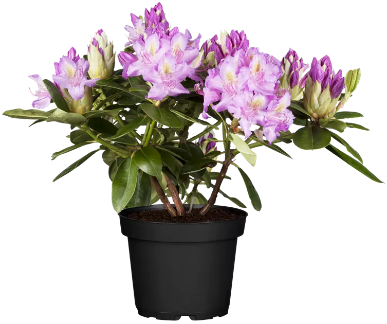 Rhododendron 'Pink Purple Dream'