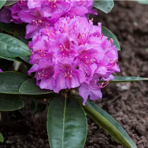 Rhododendron Hybr.'Pink Purple Dream' -R-