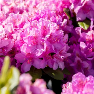 Rhododendron Hybr.'Pink Purple Dream' -R- Rhododendron Hybr.'Pink Purple Dream' -R-