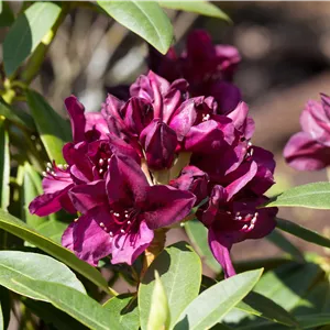Rhododendron Hybr.'Polarnacht' III Rhododendron Hybr.'Polarnacht' III