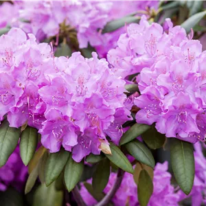 Rhododendron Hybr.'Roseum Elegans' I Rhododendron Hybr.'Roseum Elegans' I