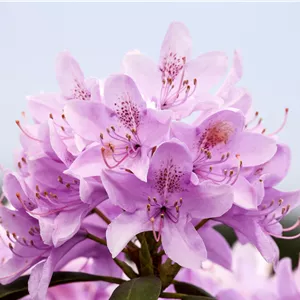 Rhododendron Hybr.'Roseum Elegans' I