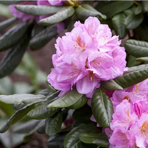 Rhododendron Hybr.'Scintillation' III