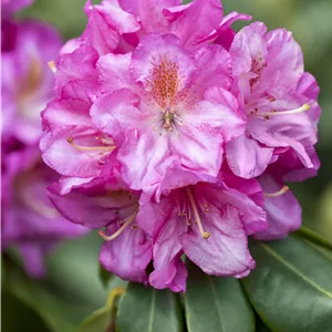Rhododendron Hybr.'Scintillation' III Rhododendron Hybr.'Scintillation' III