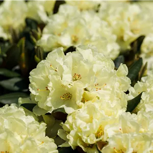 Rhododendron Hybr.'Stadt Westerstede' III Rhododendron Hybr.'Stadt Westerstede' III