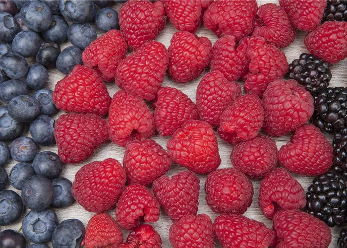 Berry Delight