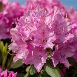 Rhododendron Hybr.'Walküre' -R- III