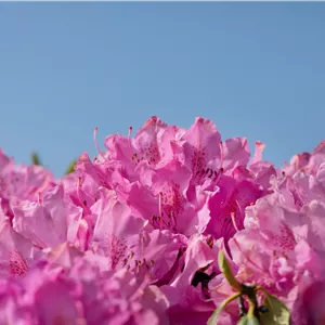 Rhododendron Hybr.'Walküre' -R- III Rhododendron Hybr.'Walküre' -R- III