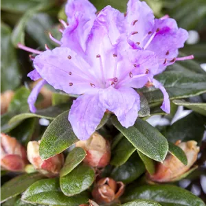 Rhododendron impeditum 'Blue Tit' II Rhododendron impeditum 'Blue Tit' II
