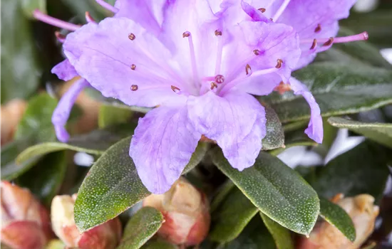Rhododendron impeditum 'Blue Tit' Rhododendron impeditum 'Blue Tit'