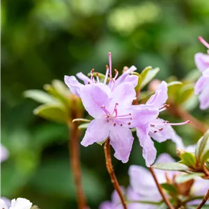Rhododendron impeditum 'Moerheim' I Rhododendron impeditum 'Moerheim' I