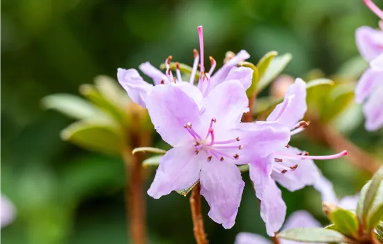 Rhododendron impeditum 'Moerheim' Rhododendron impeditum 'Moerheim'
