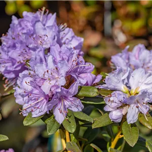 Rhododendron impeditum 'Ramapo' II Rhododendron impeditum 'Ramapo' II