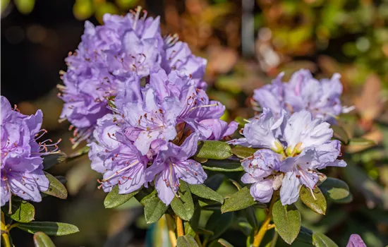 Rhododendron impeditum 'Ramapo' II