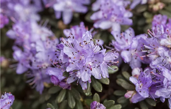 Rhododendron impeditum Rhododendron impeditum