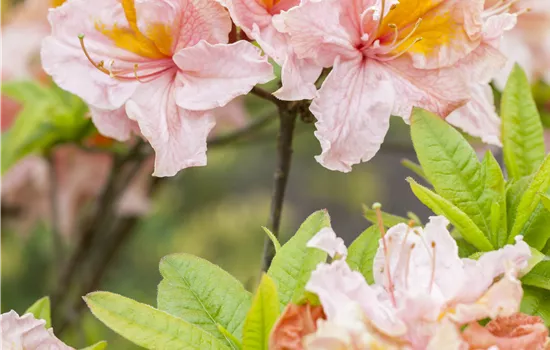 Rhododendron luteum 'Berryrose' Rhododendron luteum 'Berryrose'