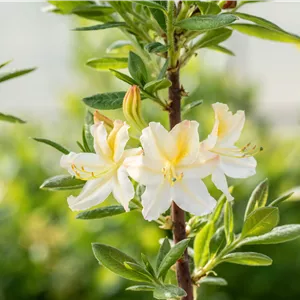 Rhododendron lut.'Daviesii' I Rhododendron lut.'Daviesii' I