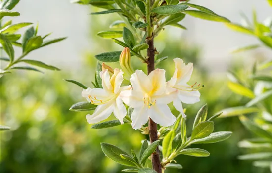 Rhododendron luteum 'Daviesii' Rhododendron luteum 'Daviesii'