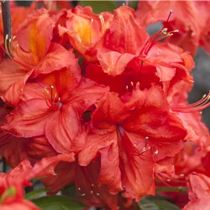 Rhododendron lut.'Feuerwerk' I Rhododendron lut.'Feuerwerk' I