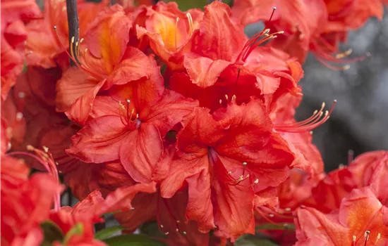 Rhododendron luteum 'Feuerwerk' Rhododendron luteum 'Feuerwerk'
