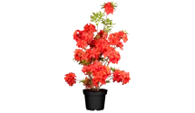 Rhododendron lut.'Satan' I