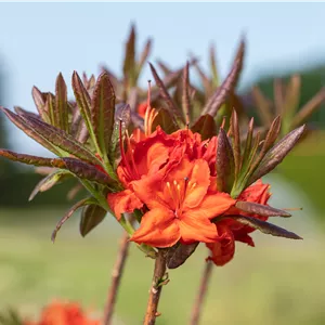 Rhododendron lut.'Fireball' I Rhododendron lut.'Fireball' I