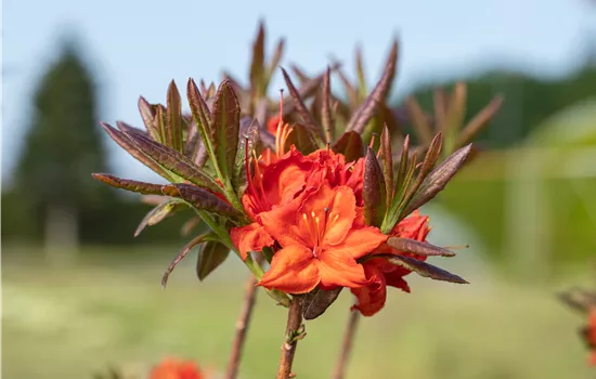 Rhododendron luteum 'Fireball' Rhododendron luteum 'Fireball'