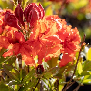 Rhododendron lut.'Gibraltar' I Rhododendron lut.'Gibraltar' I
