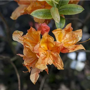 Rhododendron lut.'Glowing Embers' I Rhododendron lut.'Glowing Embers' I