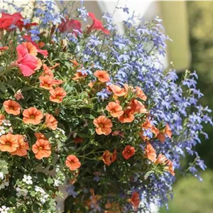 Urban Gardening (Городское садоводство) — подвесное кашпо из консервных банок