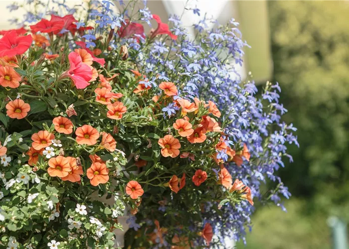 Urban Gardening – Hanging Baskets from Tin Cans