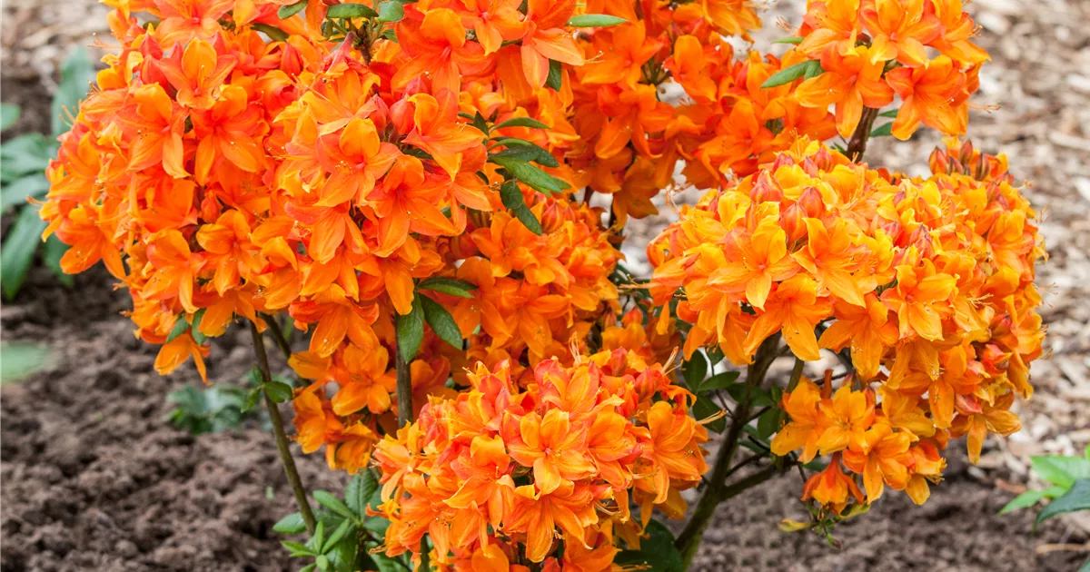 rhododendron elizabeth Buy Rhododendron 'Elizabeth' Bright Red Blooms — Mr Maple │ Buy Japanese  Maple Trees main image 1