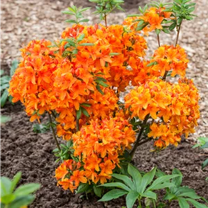 Rhododendron luteum 'Golden Eagle'