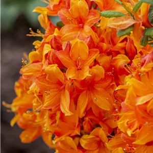 Rhododendron lut.'Golden Eagle' I Rhododendron lut.'Golden Eagle' I